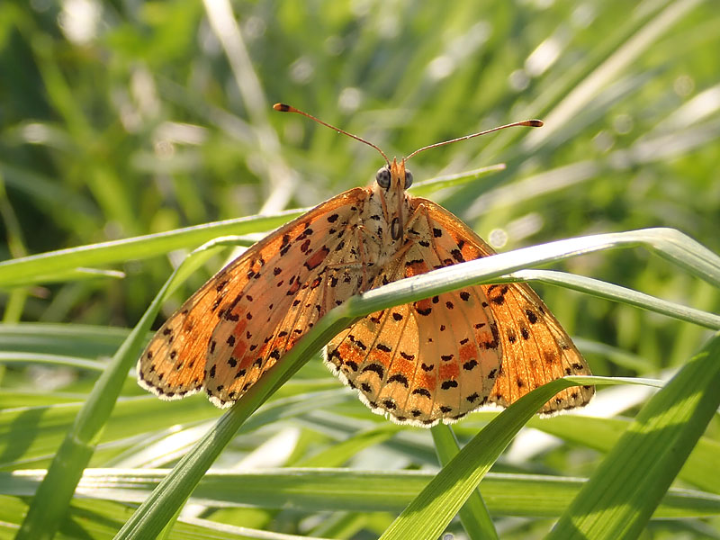 Melitaea didyma strana?